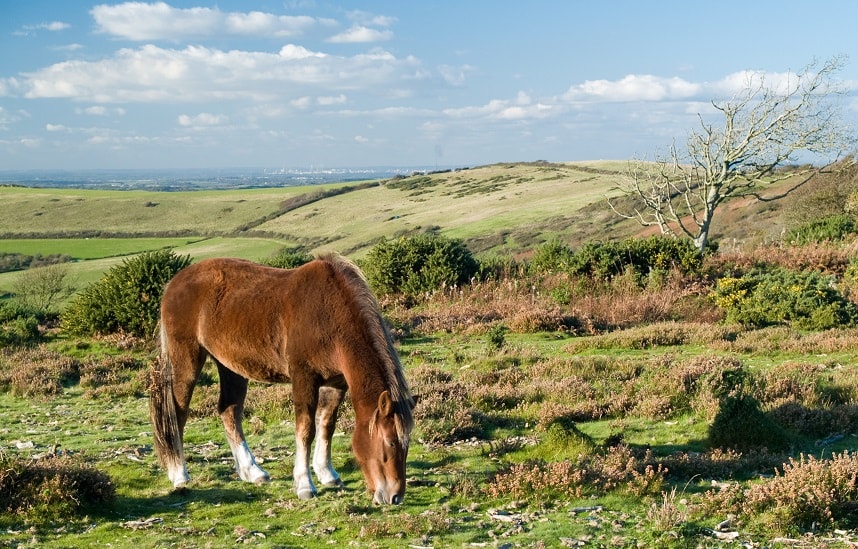 Hampshire