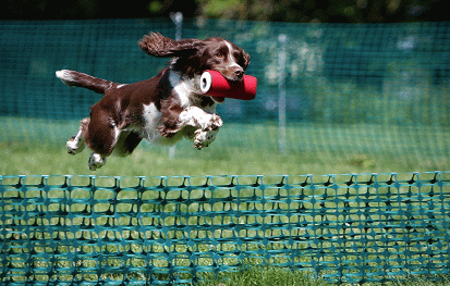 The Derbyshire County Show