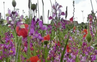 RHS Flower Show Cardiff